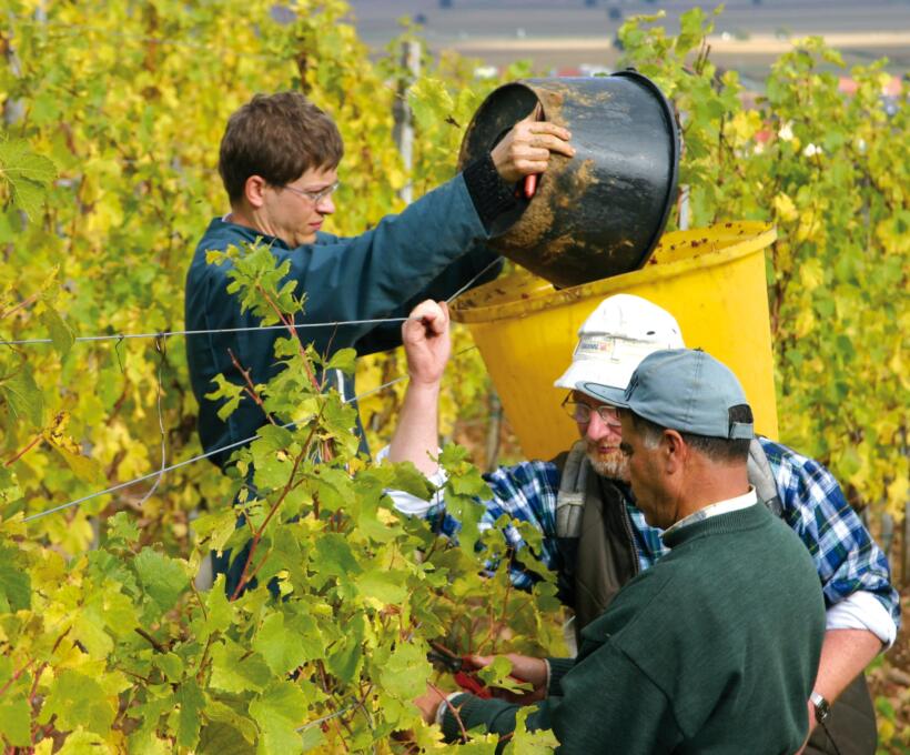 Vigne Vendange Domaines Schlumberger Alsace
