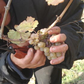 Vigne Vendange Domaines Schlumberger Alsace