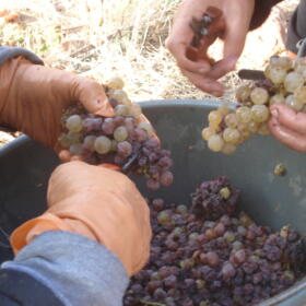 Vigne Vendange Domaines Schlumberger Alsace