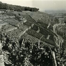 Vigne histoire Domaines Schlumberger Alsace