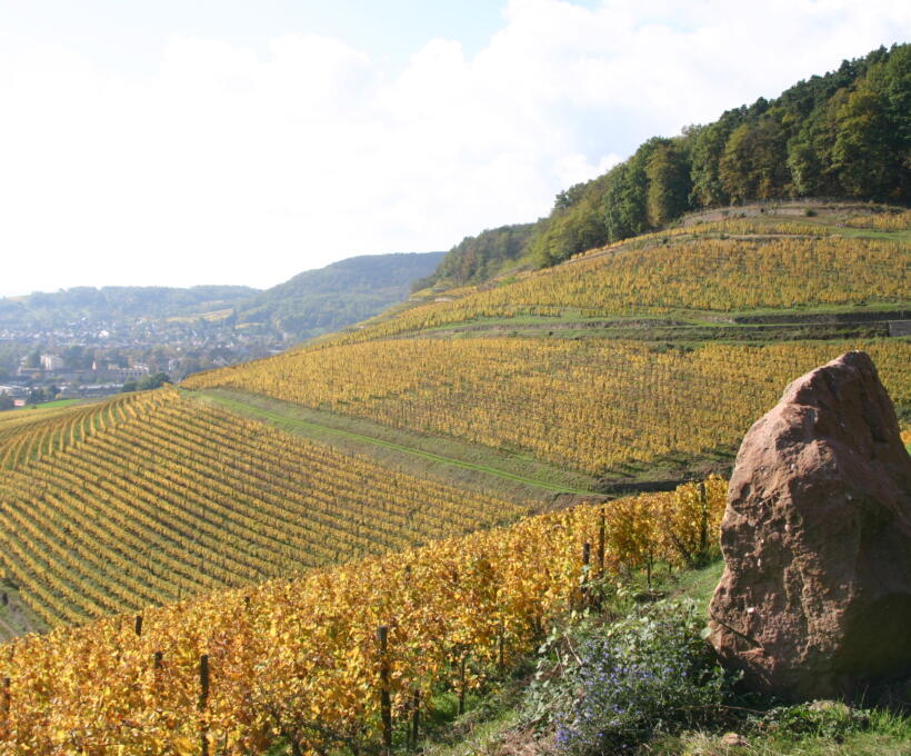 Vigne octobre Domaines Schlumberger Alsace