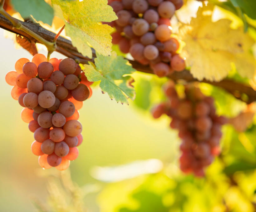 Vigne Cépage Gewurztraminer Schlumberger vin Alsace