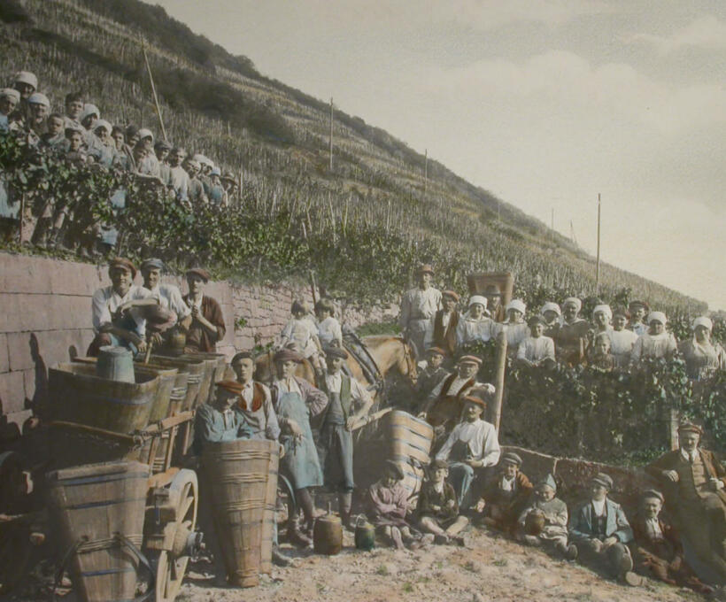 Histoire Culture vigne Domaines Schlumberger Alsace