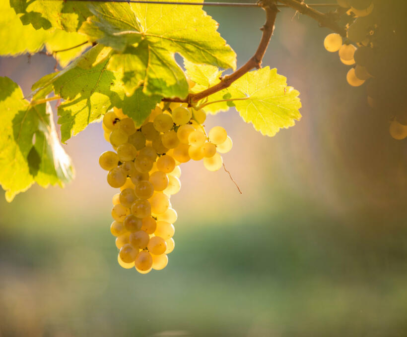 Vigne Cépage Muscat Schlumberger vin Alsace