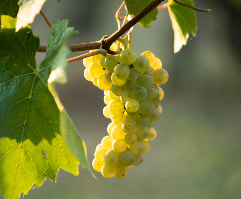 Cépage Pinot Blanc Schlumberger vin Alsace