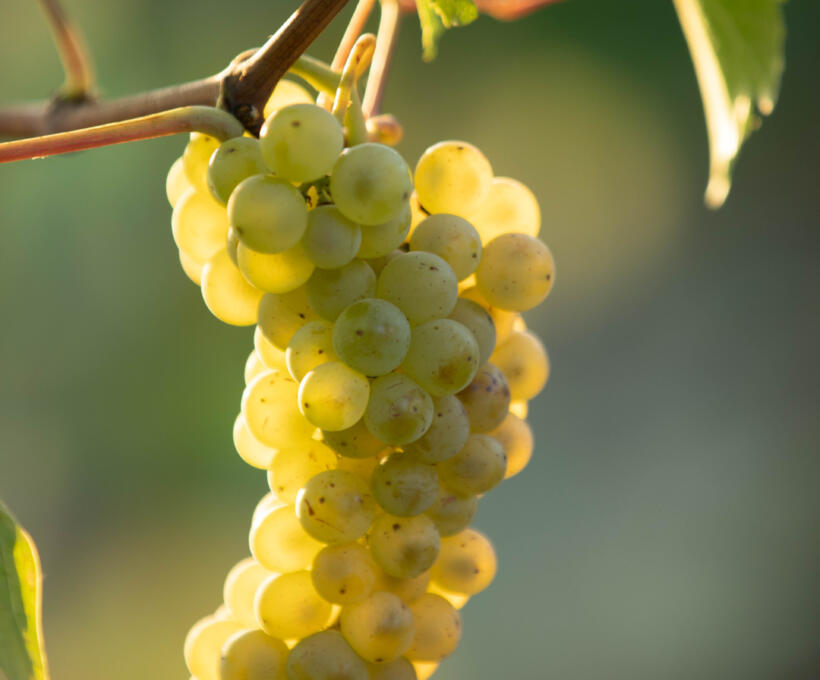 Vigne Cépage Pinot Blanc Schlumberger vin Alsace