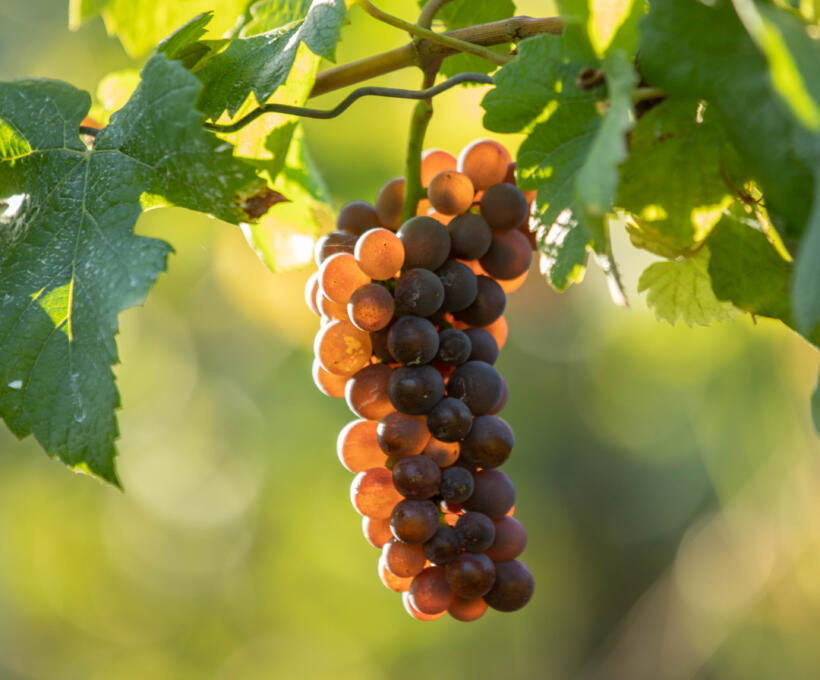 Vigne Cépage Pinot Gris Schlumberger Vin Alsace