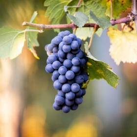 Vigne Cépage Pinot Noir Schlumberger Vin Alsace