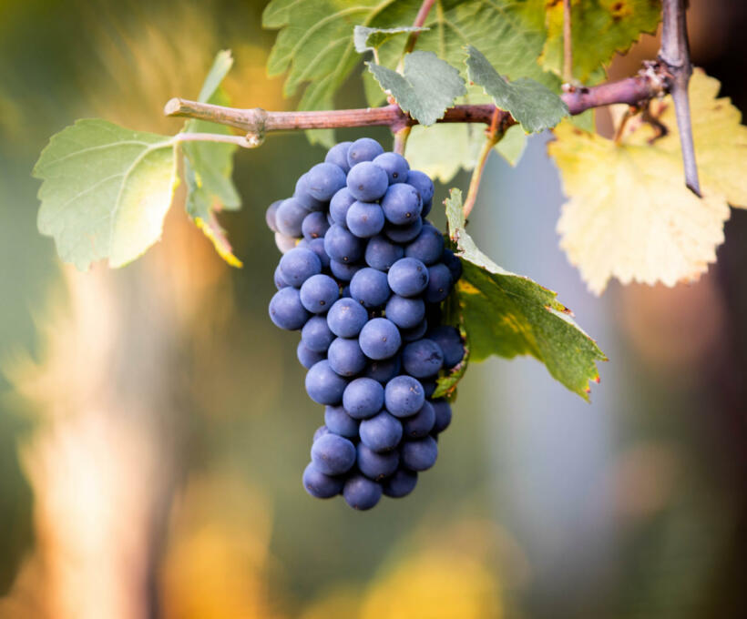 Vigne Cépage Pinot Noir Schlumberger Vin Alsace