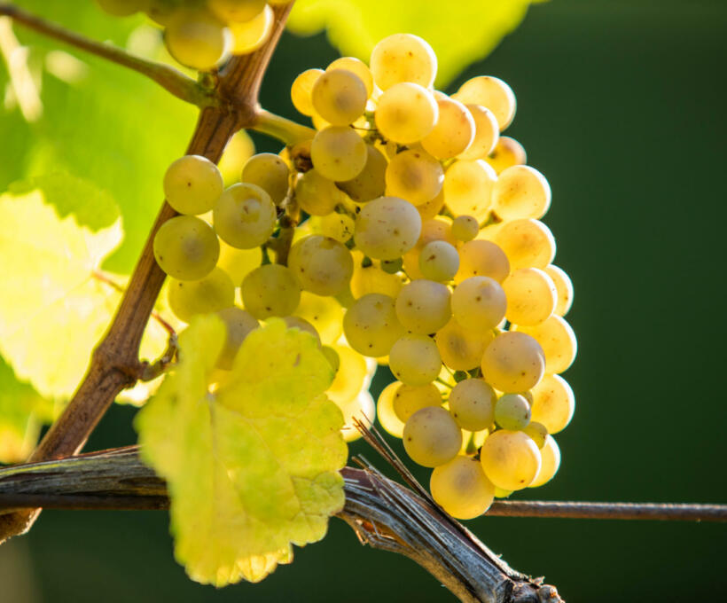 Vigne Cépage Riesling Schlumberger Vin Alsace