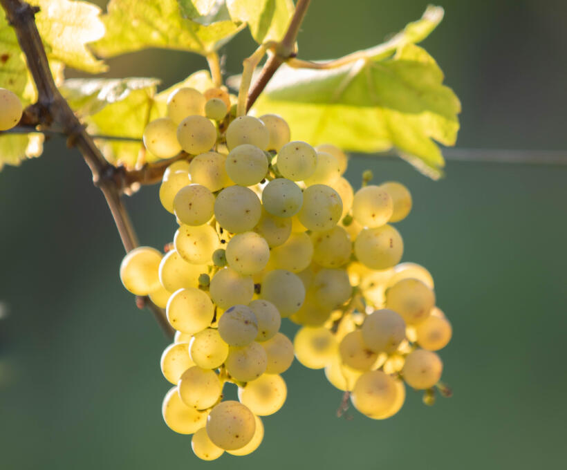 Vigne Cépage Sylvaner Schlumberger vin Alsace